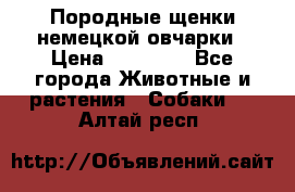 Породные щенки немецкой овчарки › Цена ­ 24 000 - Все города Животные и растения » Собаки   . Алтай респ.